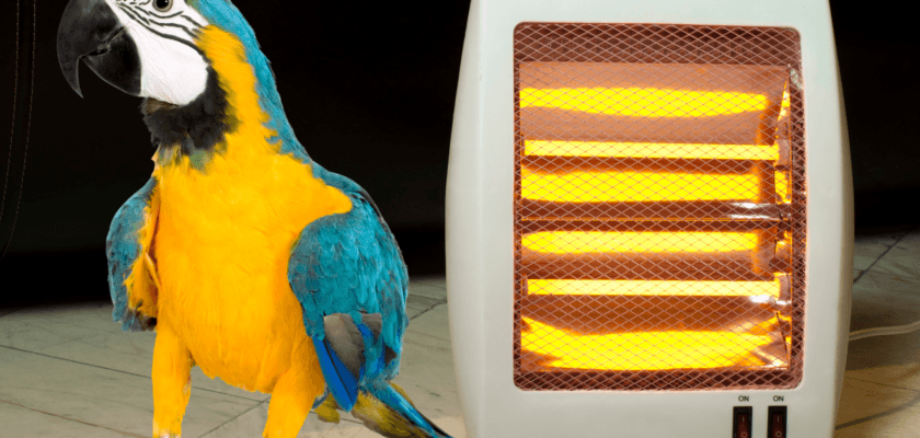 What space heaters are safe for birds?